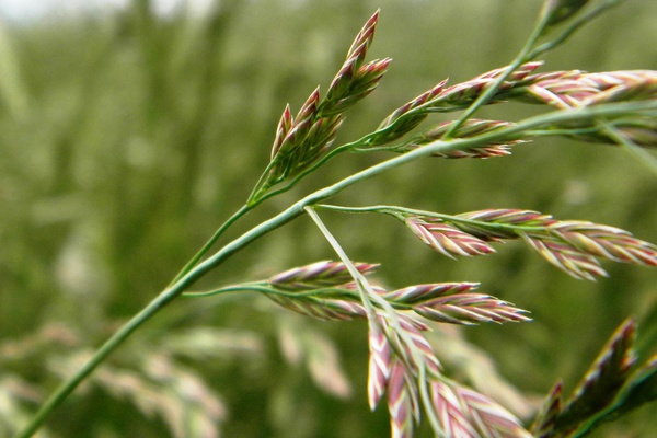 Festuca rubra