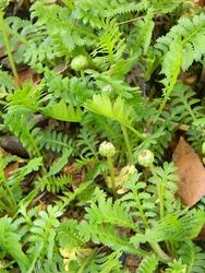 Leptinella scariosa