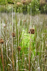 Juncus procerus