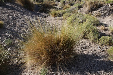 Stipa psylantha