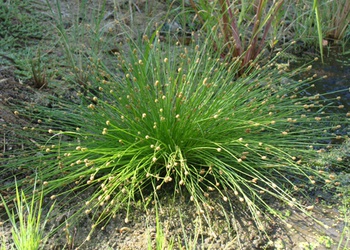 Isolepis cernua