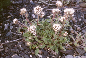 Phacelia secunda