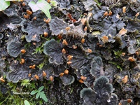 Peltigera membranacea