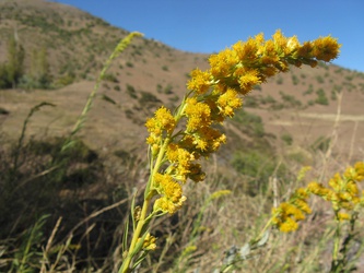 Solidago chilensis