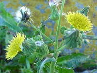 Sonchus asper