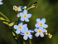 Myosotis scorpioides