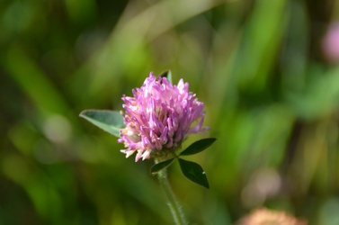 Trifolium pratense