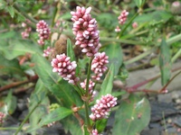 Persicaria maculosa