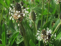 Plantago lanceolata