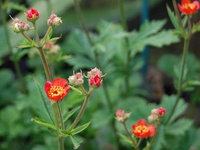 Geum magellanicum