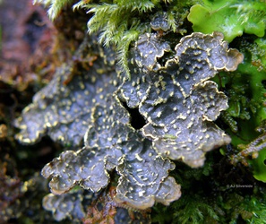 Pseudocyphellaria crocata