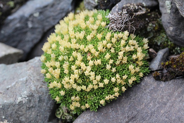 Colobanthus lycopodioides
