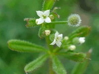 Galium aparine