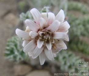 Leucheria millefolium