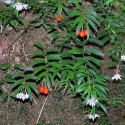 Luzuriaga radicans