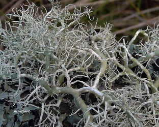 Usnea cornuta