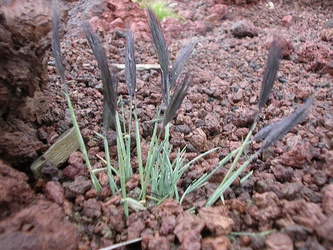 Hordeum comosum