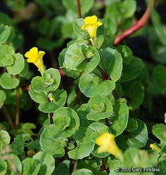 Mimulus glabratus