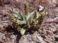 Plantago truncata