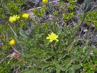 Hypochaeris arenaria