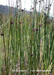 Juncus arcticus