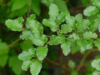 Nothofagus antarctica