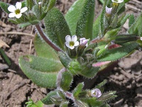 Phlox gracilis