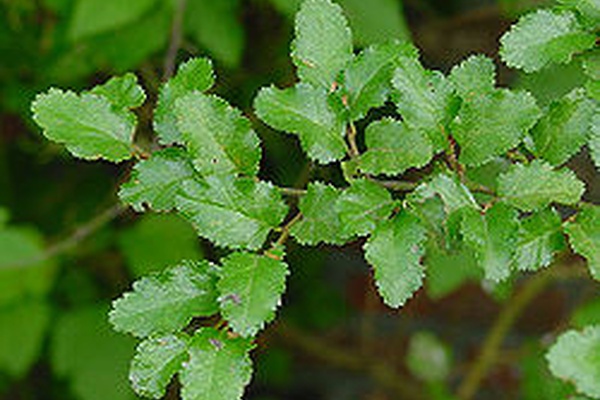 Nothofagus antarctica