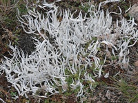 Thamnolia vermicularis