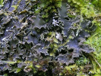 Peltigera collina