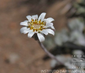 Leucheria glacialis