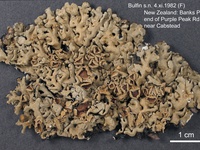 Hypogymnia pulchrilobata