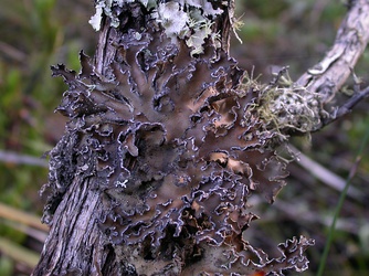 Pseudocyphellaria intricata