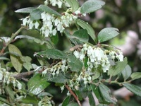 Gaultheria insana