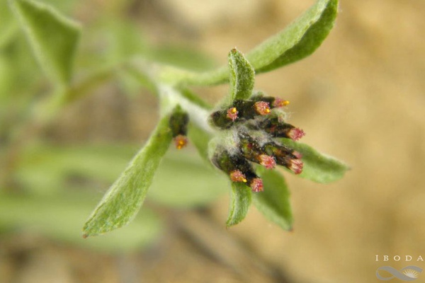 Gamochaeta spiciformis