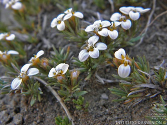 Nassauvia darwinii