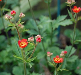 Geum magellanicum