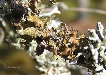 Tuckermannopsis chlorophylla