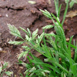 Poa annua