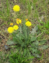 Hypochaeris radicata