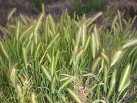 Hordeum murinum