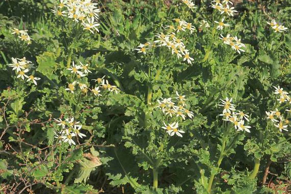 Senecio acanthifolius