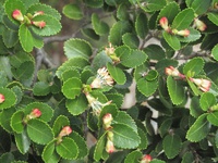 Nothofagus betuloides