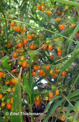 Galium hypocarpium