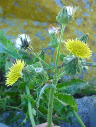 Sonchus asper