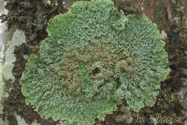 Pannaria pallida