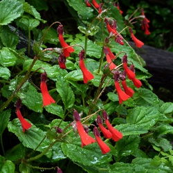 Ourisia ruelloides