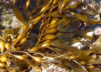 Macrocystis pyrifera