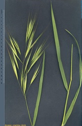 Bromus rigidus