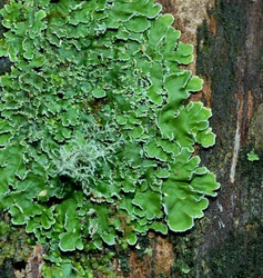 Pannaria microphyllizans